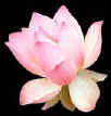 mindfulness meditation lotus